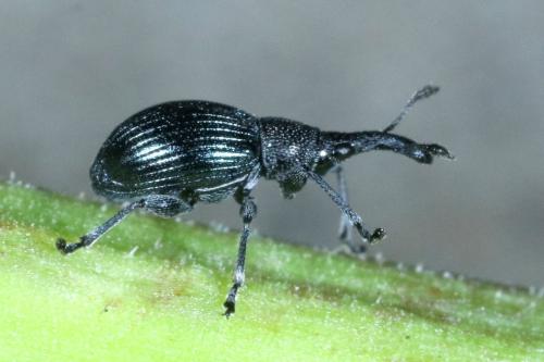 Aspidapion validum